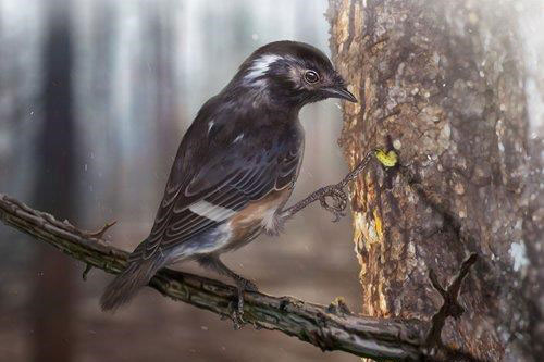 Khám phá giống chim thời tiền sử có ngón chân dài bất thường ở miền Bắc Myanmar