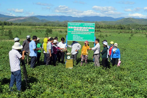 Mô hình trồng lạc trên đất lúa đem lại hiệu quả cao tại xã Xuân Quang 2, huyện Đồng Xuân, tỉnh Phú Yên.