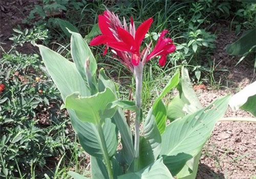 Sự thật về tác dụng của cây dong riềng đỏ trong việc chữa bệnh như thế nào?