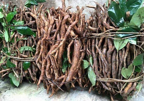 Sâm Đá có tác dụng gì? Có phải là thần dược cho sinh lý?