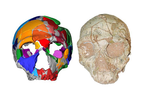 Phát hiện hộp sọ có niên đại cổ xưa nhất ngoài châu Phi