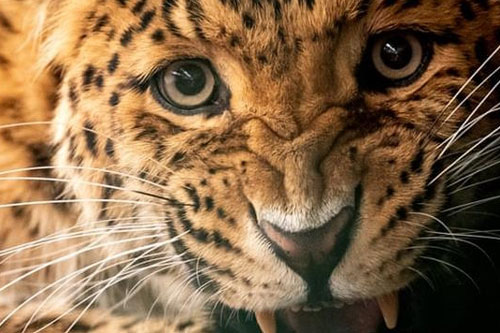 Các loài mèo lớn đang bị săn bắt để thay thế nhu cầu về hổ