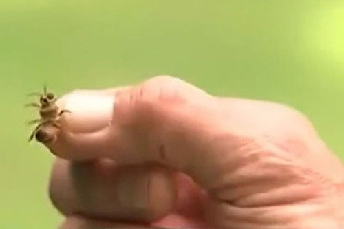 Vĩnh Long: Bất ngờ bị ong đốt trên đường, một phụ nữ nguy kịch