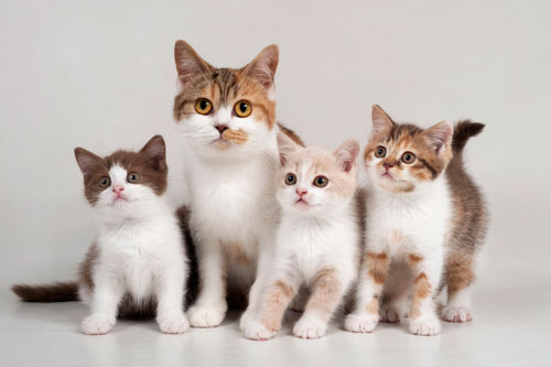 Top 3 con giáp dễ gặp may mắn đủ đường, tiền bạc 'chật két' trong 15 ngày cuối tháng 7 Dương lịch