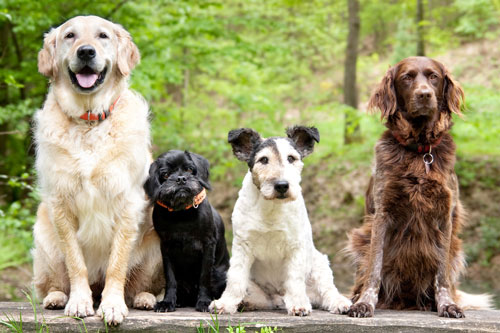 Con giáp sinh vào ngày này dễ ‘gánh’ trọn tài lộc, may mắn bủa vậy, giàu sang bất ngờ