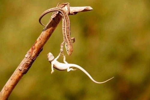 Khoảnh khắc tương trợ ấm áp của động vật khiến trái tim bạn 'tan chảy'