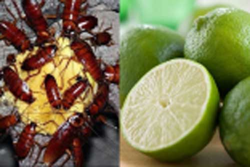 "Tất tần tật" các mẹo hay đuổi ruồi, muỗi, kiến, gián ra khỏi nhà bằng những nguyên liệu giá rẻ như cho