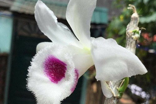 Lan đột biến giá tiền tỷ, giá trị thật hay chỉ là chiêu trò?