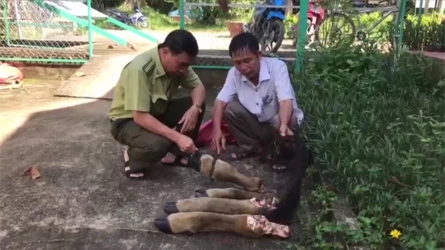 Bò tót nặng 2 tạ bị lâm tặc hạ sát dã man trong Vườn quốc gia Cát Tiên - Ảnh 2.