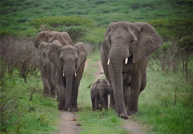 Đàn voi đi bộ 12 tiếng từ biệt ân nhân, thăm viếng vào ngày giỗ hằng năm