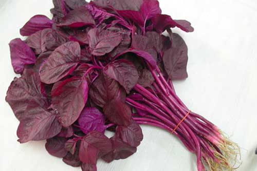 2 loại rau "trường thọ" mọc nhiều ở Việt Nam