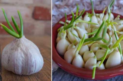 6 thực phẩm mọc mầm mới tốt, nhất là loại số 3