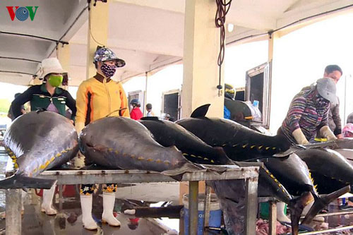 Thủy sản khai thác bất hợp pháp sẽ bị từ chối thông quan