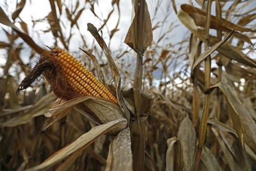 Hệ quả của công nghệ biến đổi gene trong nông nghiệp tại châu Phi