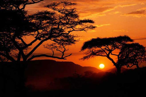 Báo động đỏ: Rừng nhiệt đới mất khả năng hấp thụ cacbon