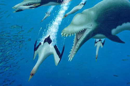 Ai bảo cá heo hiền lành dễ thương? Từng có một chủng cá heo đã gieo rắc kinh hoàng cho đại dương, đến cá mập trắng cũng phải khiếp sợ