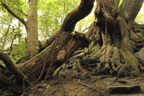 Bí ẩn chuyện cây cổ thụ bị xiềng xích chằng chịt suốt hàng trăm năm