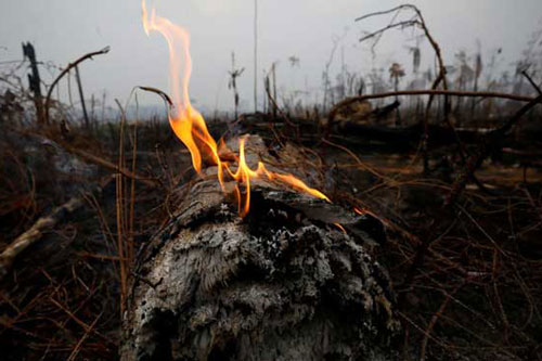 Tiếng kêu cứu của thổ dân rừng Amazon