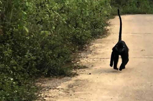 Quảng Trị: Phát hiện 3 cá thể voọc quý hiếm