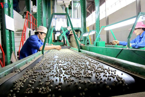 Đăk Lăk dành 42 tỷ đồng hỗ trợ lãi suất cho doanh nghiệp đầu tư vào nông nghiệp