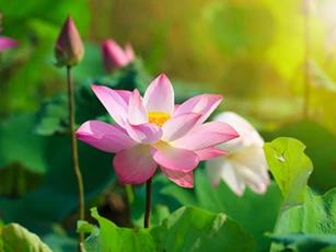 Âm thầm trồng những loại hoa này trong nhà, gia chủ dễ giàu lên trông thấy, đếm tiền ‘sái tay’