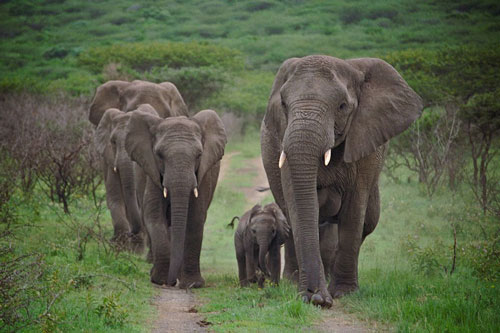 Đàn voi đi bộ 12 tiếng từ biệt ân nhân, thăm viếng vào ngày giỗ hằng năm