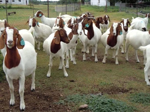 'Thần Tài ban thưởng', 3 con giáp dễ 'hốt bạc' về nhà, đếm tiền mệt nghỉ trong 2 ngày cuối tuần này