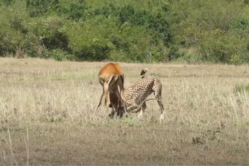 CLIP: Báo săn đoạt mạng linh dương trong chớp mắt