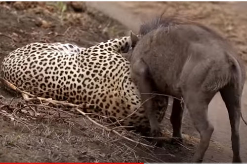 CLIP: Lợn bướu nhận 'cái kết đắng' khi chạm mặt báo hoa mai 