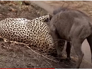 CLIP: Lợn bướu nhận 'cái kết đắng' khi chạm mặt báo hoa mai