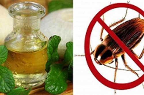 Chỉ cần dùng lá này bạn có thể đuổi cả một đàn gián ra khỏi nhà trong vòng '1 nốt nhạc'