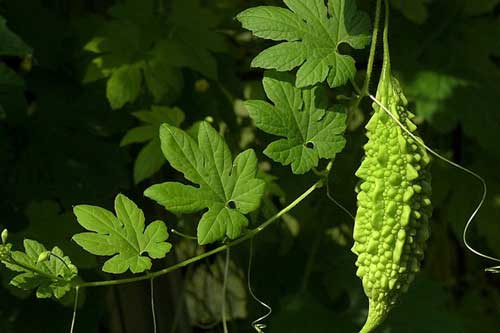 Bị bệnh sau chỉ cần một quả mướp đắng hiệu quả hơn thuốc tây nghìn lần