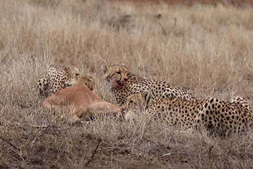 CLIP: Đi lạc vào "trận địa" của báo săn, linh dương Impala nhận cái kết đắng