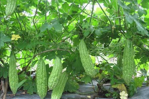 Cách trồng mướp đắng sai quả, tỏa bóng mát trong vườn nhà