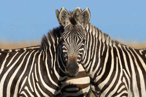 Ảnh 2 chú ngựa vằn khiến dân mạng tranh cãi