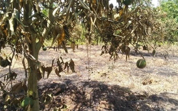 dieu tra nghi an vuon cam xa doai cua nguoi dan bi ke gian dot hinh 1