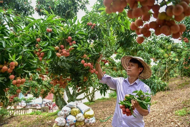 Trúng đậm mùa vải thiều, Bắc Giang thu gần 7.000 tỷ đồng - Ảnh 1.