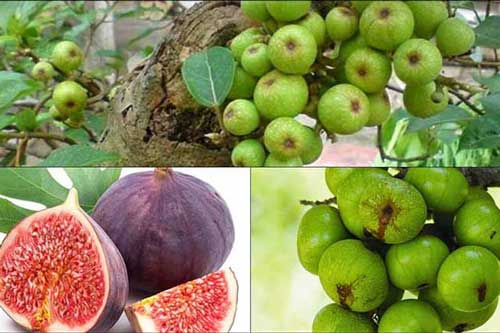 Ăn sung ngăn ngừa nhiều bệnh tật, điều thứ 2 ai cũng cần