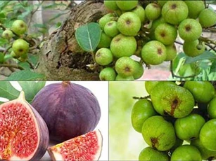 Ăn sung ngăn ngừa nhiều bệnh tật, điều thứ 2 ai cũng cần