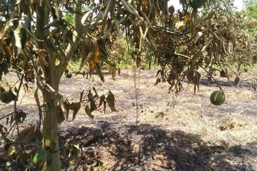 Nghệ An: Điều tra nghi án vườn cam Xã Đoài của người dân bị kẻ gian đốt