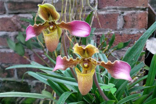 Bảo tồn nguồn gene của ba loài lan quý hiếm ở Bắc Trung Bộ