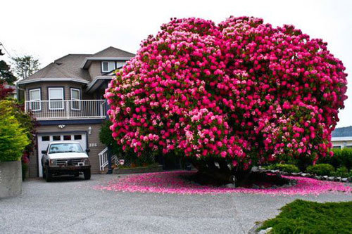 Những lỗi đại kỵ khi trồng cây phong thủy hại gia chủ tán gia bại sản, nghèo 'không ngóc đầu lên được': Số 5 hầu như nhà nào cũng mắc phải