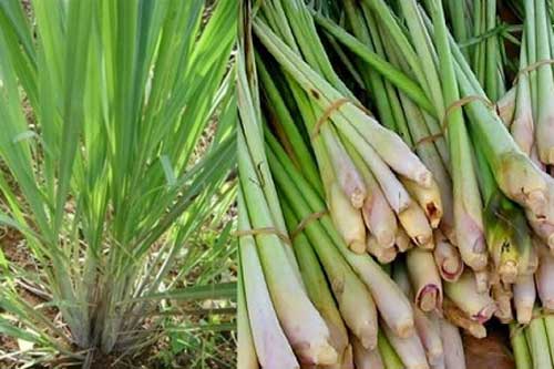 Không trồng cây này trong nhà có thể bạn sẽ hối hận - dưới đây chính là nguyên nhân