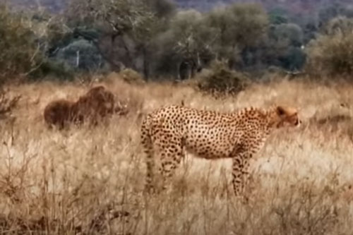 CLIP: Báo săn "bỏ của chạy lấy người" khi nhìn thấy đàn lợn bướu