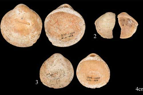 Bằng chứng sốc: Tồn tại những "con người lai" thông minh hơn cả chúng ta?