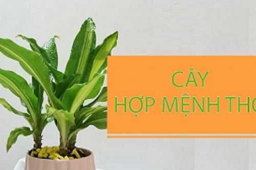 Người mệnh Thổ trồng cây gì hợp phong thủy, tài lộc may mắn đầy nhà?