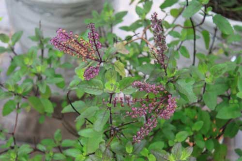 Chỉ cần có cây hương nhu trong nhà bị những bệnh này chẳng bao giờ tốn tiền mua thuốc tây