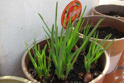 Trồng gừng, tỏi, hành, cần tây…kiểu này, đảm bảo bạn ăn quanh năm không hết, chẳng tốn 1 đồng nào mua nữa