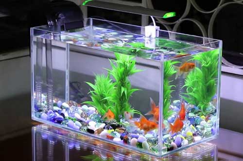 Đặt bể cá cảnh đúng "cung phát lộc", gia chủ có thể "ngồi rung đùi đếm tiền"