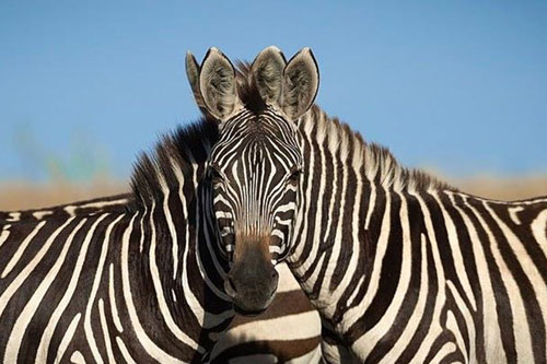 Câu đố hack não: Theo bạn con ngựa nào đang nhìn vào máy ảnh?